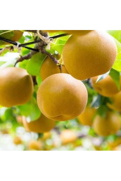 Груша азійська ‘Секуї’ — великі жовті плоди на гілці